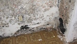 Mold Problems Mold on Sheetrock