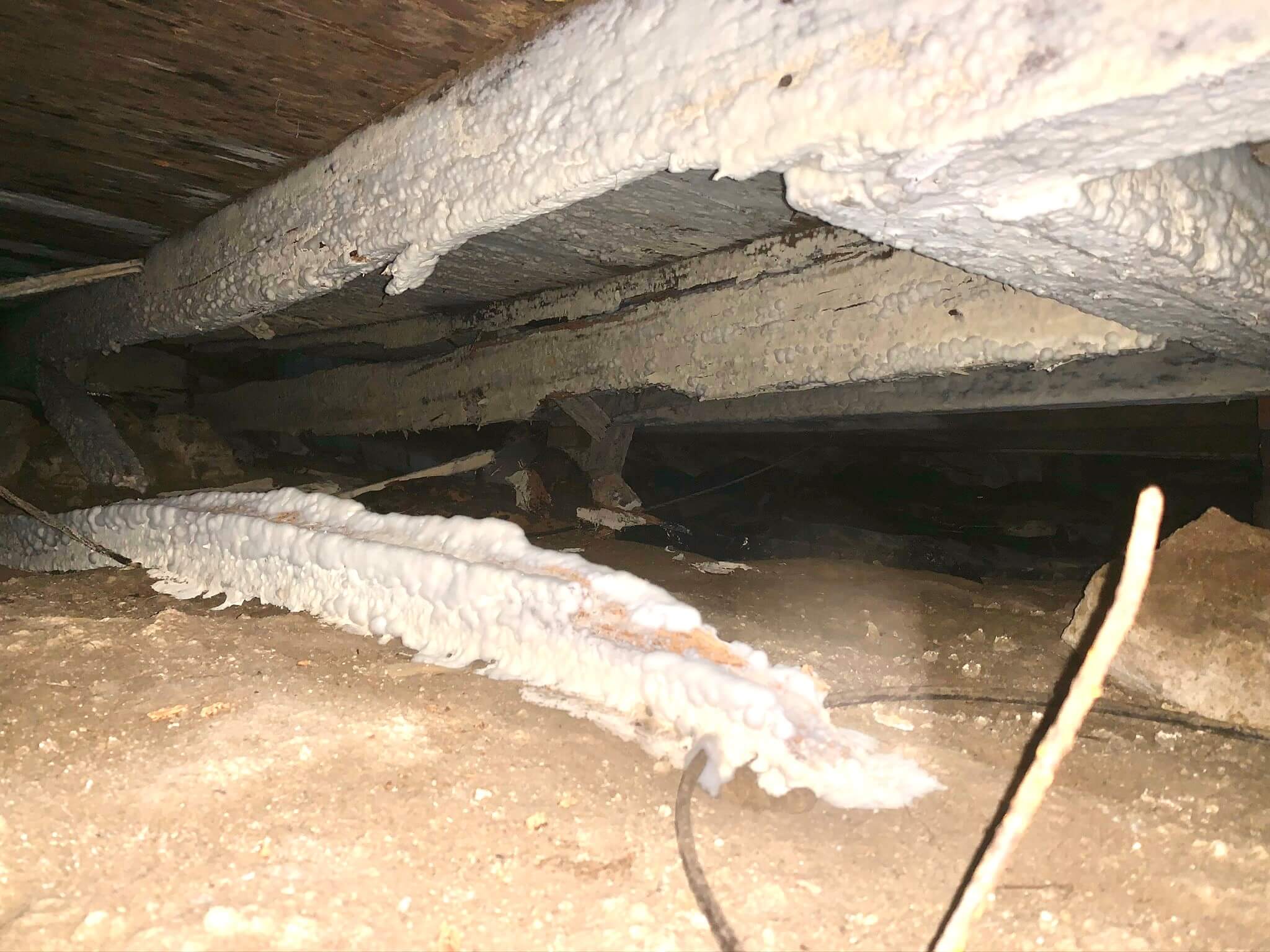 Crawlspace Mold Fungus on Crawlspace Mold