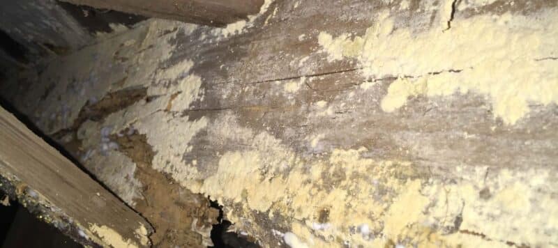 wood that is molding in a crawl space