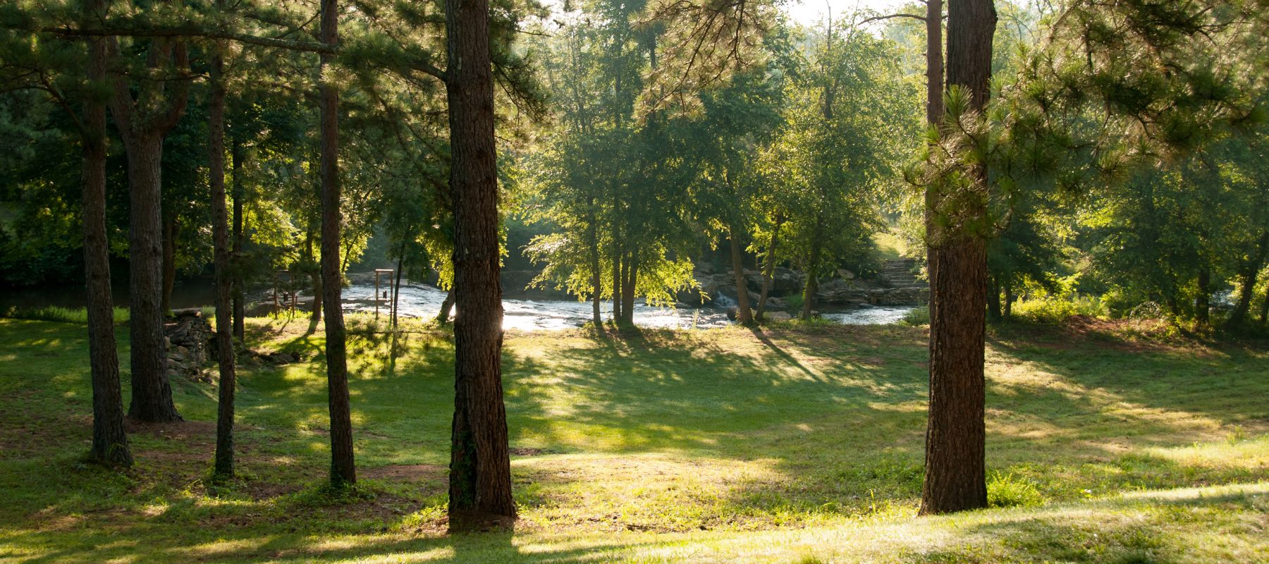 A serene forest scene with tall pine trees scattered across a grassy landscape. Sunlight filters through the branches, casting dappled shadows on the ground. In the background, a gentle river flows, its waters glistening in the sunlight. The overall atmosphere is calm and peaceful, evoking a sense of tranquility and connection with nature