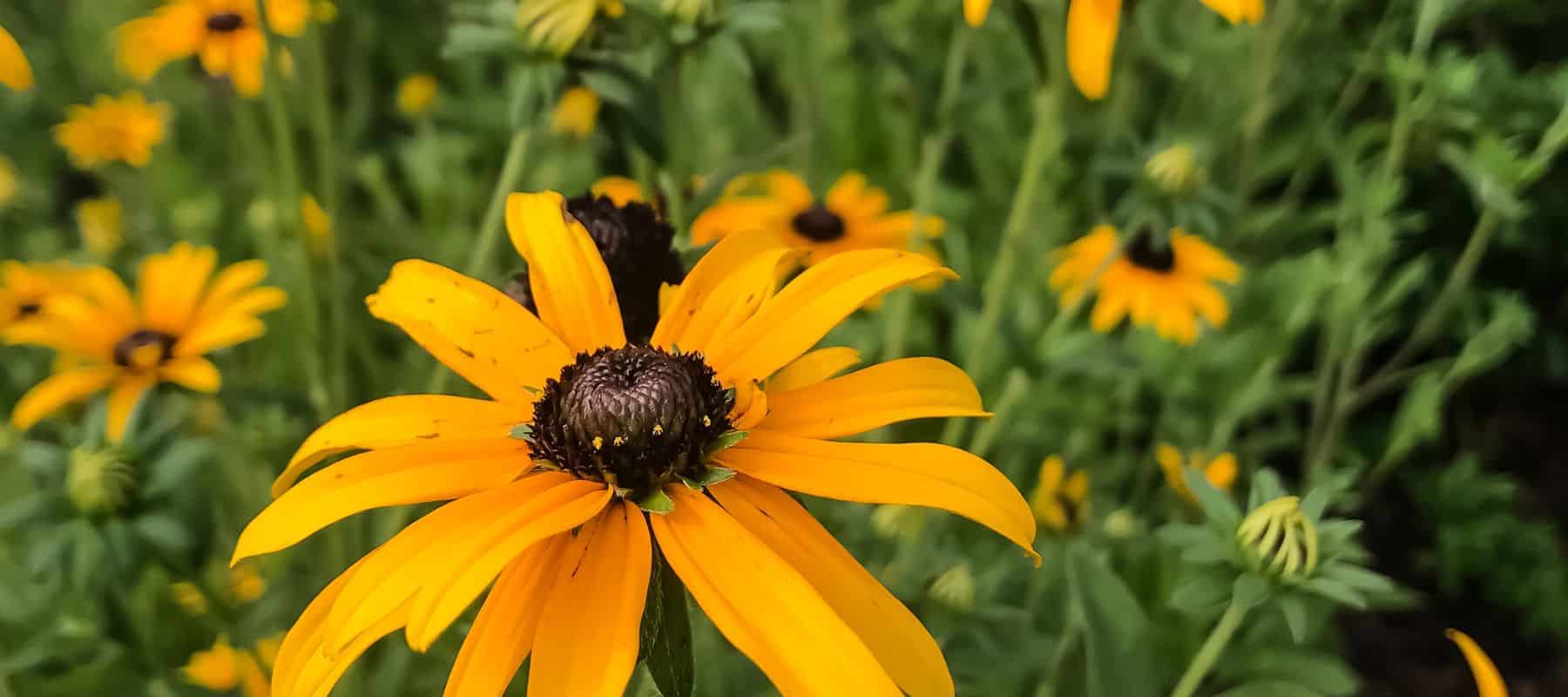 closeup of yellow flowers in a field